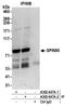 SPIN90 antibody, A302-647A, Bethyl Labs, Immunoprecipitation image 