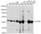 Acyl-CoA Dehydrogenase Medium Chain antibody, STJ29869, St John