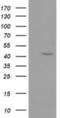 GDP-Mannose 4,6-Dehydratase antibody, NBP2-03385, Novus Biologicals, Western Blot image 