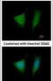 Eukaryotic Translation Initiation Factor 3 Subunit I antibody, PA5-27582, Invitrogen Antibodies, Immunofluorescence image 