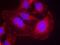Phospholipase C Gamma 1 antibody, orb15005, Biorbyt, Immunofluorescence image 
