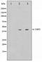 FIP antibody, TA347504, Origene, Western Blot image 