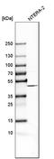 FA Complementation Group L antibody, HPA036685, Atlas Antibodies, Western Blot image 