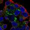 Perilipin 2 antibody, NBP2-48532, Novus Biologicals, Immunocytochemistry image 