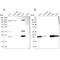 Biliverdin Reductase B antibody, NBP1-83434, Novus Biologicals, Western Blot image 