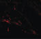 Solute Carrier Family 39 Member 7 antibody, LS-B5356, Lifespan Biosciences, Immunofluorescence image 