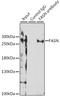 FASN antibody, LS-C746739, Lifespan Biosciences, Immunoprecipitation image 