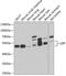 Lipase F, Gastric Type antibody, GTX32705, GeneTex, Western Blot image 