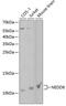 NEDD8 Ubiquitin Like Modifier antibody, 15-040, ProSci, Western Blot image 