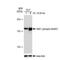 Structural Maintenance Of Chromosomes 1A antibody, GTX03233, GeneTex, Western Blot image 