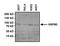 Heat Shock Protein 90 Alpha Family Class B Member 1 antibody, NB120-5455, Novus Biologicals, Western Blot image 