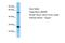 Mitochondria Localized Glutamic Acid Rich Protein antibody, A09345, Boster Biological Technology, Western Blot image 