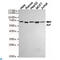 Apoptosis Inducing Factor Mitochondria Associated 1 antibody, LS-C812872, Lifespan Biosciences, Western Blot image 