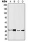 Hepatoma-derived growth factor-related protein 2 antibody, orb341313, Biorbyt, Western Blot image 