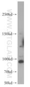 Testis Expressed 10 antibody, 17372-1-AP, Proteintech Group, Western Blot image 