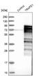 TRAF-Type Zinc Finger Domain Containing 1 antibody, NBP1-81874, Novus Biologicals, Western Blot image 