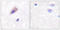 Dynamin 1 antibody, LS-C198893, Lifespan Biosciences, Immunohistochemistry paraffin image 