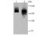 Clathrin Heavy Chain Like 1 antibody, A09754, Boster Biological Technology, Western Blot image 