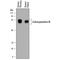Carboxypeptidase M antibody, MAB7457, R&D Systems, Western Blot image 