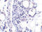 Fatty acid-binding protein, brain antibody, 4259, ProSci Inc, Immunohistochemistry frozen image 