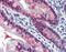 Homeobox C8 antibody, 25-531, ProSci, Enzyme Linked Immunosorbent Assay image 