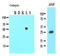 Cathepsin L antibody, LS-B2962, Lifespan Biosciences, Western Blot image 