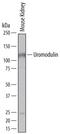 Uromodulin antibody, MAB5175, R&D Systems, Western Blot image 
