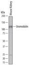 Uromodulin antibody, MAB5175, R&D Systems, Western Blot image 