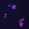 T Cell Leukemia/Lymphoma 1A antibody, AF4847, R&D Systems, Immunofluorescence image 