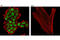 Cell Division Cycle 45 antibody, 11881S, Cell Signaling Technology, Immunofluorescence image 