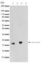 H3 Histone Family Member 3B antibody, 710293, Invitrogen Antibodies, Western Blot image 