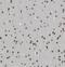 MUNC18-1 antibody, FNab08358, FineTest, Immunohistochemistry frozen image 