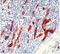 Von Willebrand Factor antibody, DP012, Origene, Immunohistochemistry frozen image 