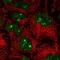 Importin 11 antibody, PA5-64308, Invitrogen Antibodies, Immunofluorescence image 