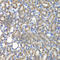 COP9 Signalosome Subunit 2 antibody, A7037, ABclonal Technology, Immunohistochemistry paraffin image 