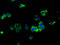 Epithelial Membrane Protein 2 antibody, LS-C680426, Lifespan Biosciences, Immunofluorescence image 