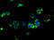 Epithelial membrane protein 2 antibody, LS-C680426, Lifespan Biosciences, Immunofluorescence image 