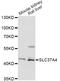 Glucose-6-phosphate translocase antibody, LS-C749562, Lifespan Biosciences, Western Blot image 