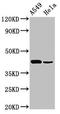 Platelet Derived Growth Factor D antibody, LS-C681845, Lifespan Biosciences, Western Blot image 