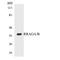 Ras Related GTP Binding A antibody, LS-C200630, Lifespan Biosciences, Western Blot image 