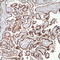 Human Chorionic gonadotrophin antibody, TA327689, Origene, Immunohistochemistry paraffin image 
