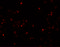 Secernin 2 antibody, 5851, ProSci, Immunofluorescence image 