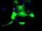 MOB Kinase Activator 3B antibody, LS-C115474, Lifespan Biosciences, Immunofluorescence image 