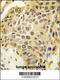 SUMO Specific Peptidase 5 antibody, 56-385, ProSci, Immunofluorescence image 