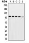 Protein Kinase C Gamma antibody, LS-C352710, Lifespan Biosciences, Western Blot image 