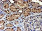 Translocase Of Outer Mitochondrial Membrane 34 antibody, LS-C173137, Lifespan Biosciences, Immunohistochemistry paraffin image 
