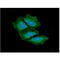 TNF Receptor Superfamily Member 10c antibody, GTX57733, GeneTex, Immunofluorescence image 