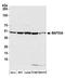 Actin Like 6A antibody, A301-391A, Bethyl Labs, Western Blot image 