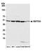 Actin-like protein 6A antibody, A301-391A, Bethyl Labs, Western Blot image 