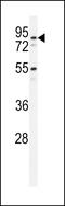 Pyridoxal Dependent Decarboxylase Domain Containing 1 antibody, LS-C163503, Lifespan Biosciences, Western Blot image 